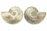 Cut & Polished, Agatized Ammonite Fossil - Madagascar #223133-1